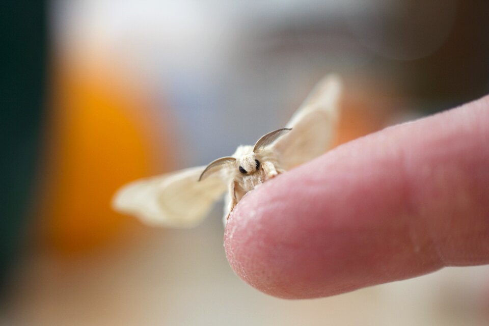 Silk silkworm delicate