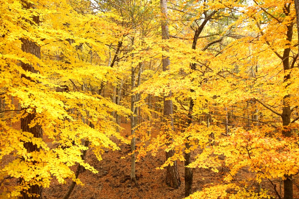 Nature fall leaf