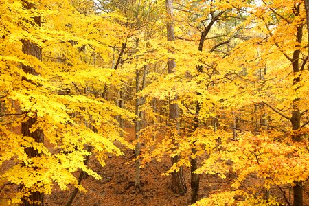 Nature fall leaf photo