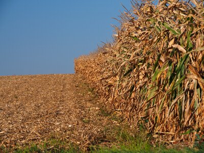 Field corn agriculture