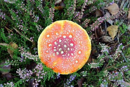 Fly agaric red poisonous mushrooms photo