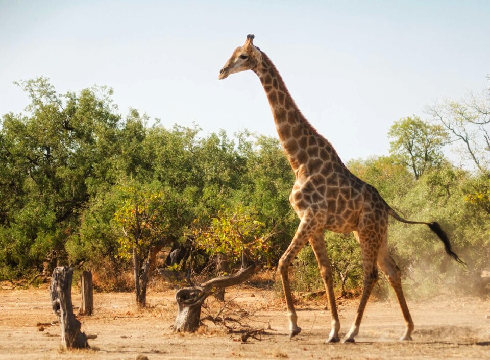 Wild wildlife mammal