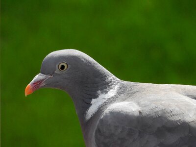 Animal nature city pigeon photo
