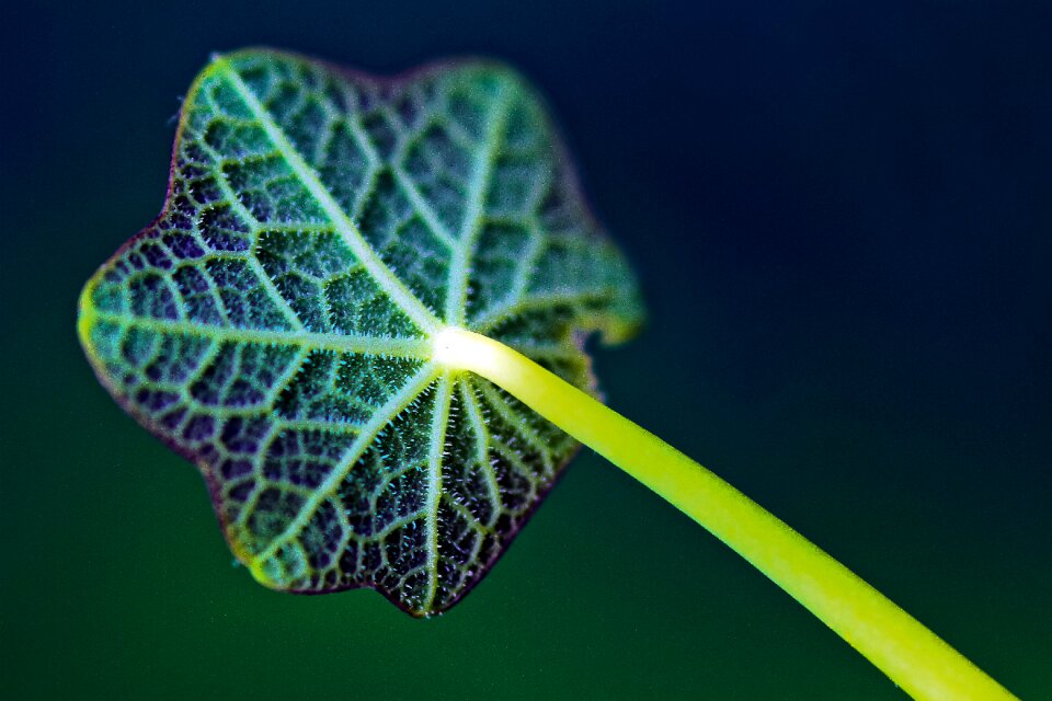 Plant nature green