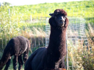 Animal welfare fond of animals satisfied
