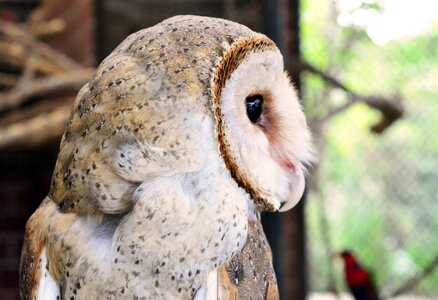 Bird wild portrait photo