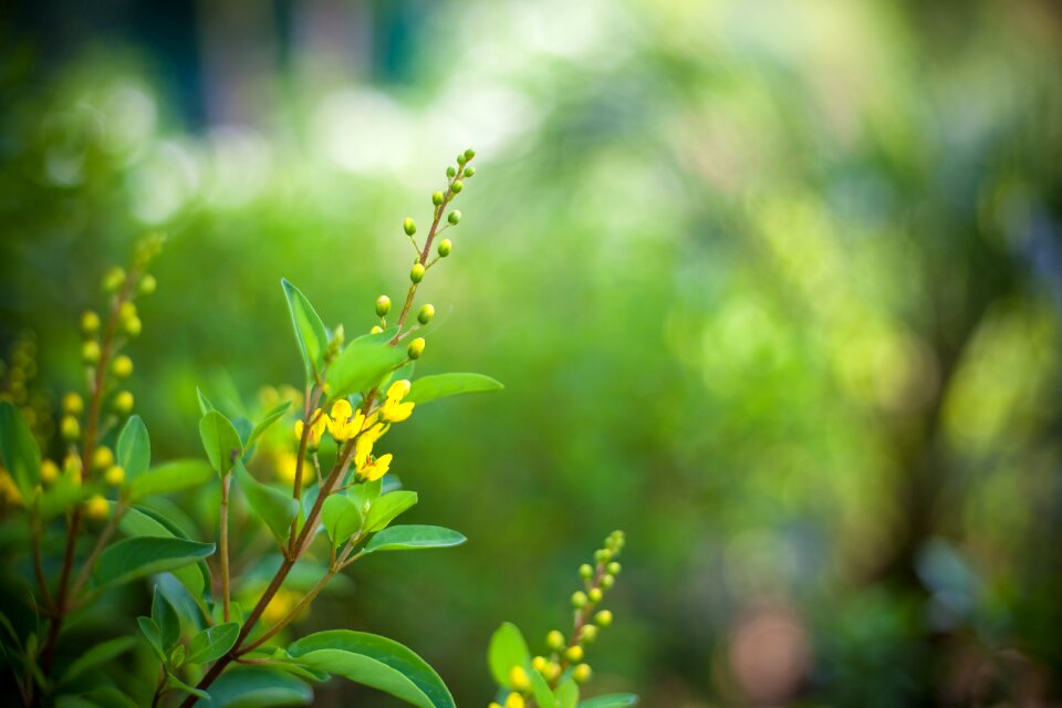 Outdoors growth summer
