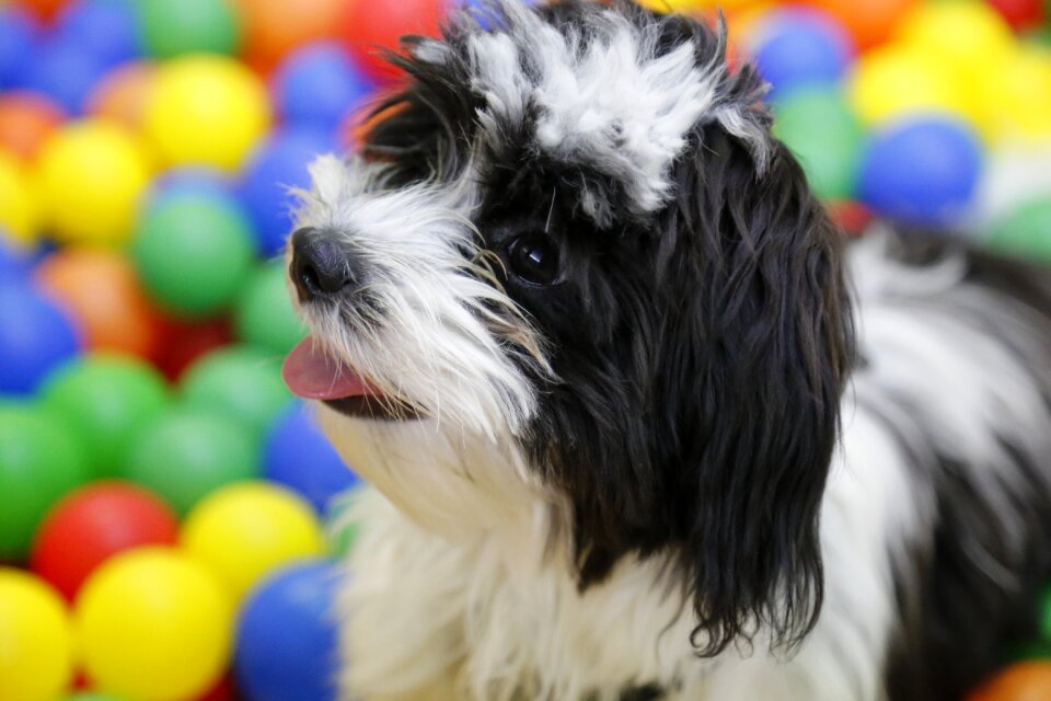 Tibetan terrier havanese dwarf dog
