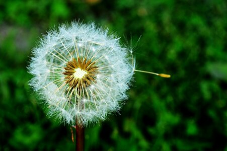 Nature plant macro