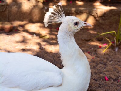 Feather beautiful outdoors photo