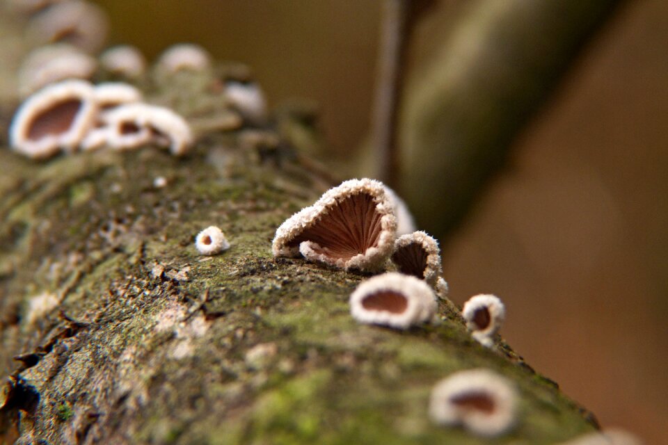 Mushroom macro wood