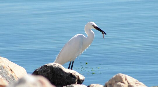 Wader white feathers pond