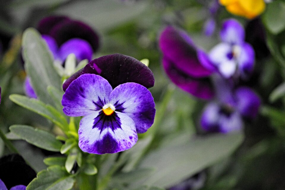 Flower spring close up