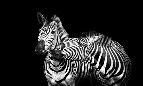 Striped animal africa photo