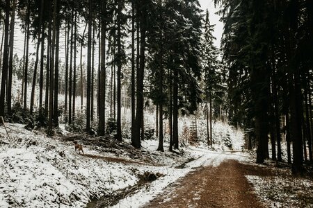 Ještěd tree nature