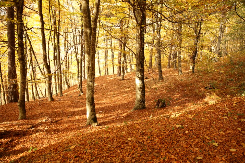 Nature fall leaf photo