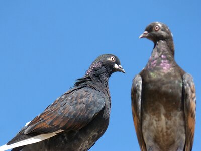 Blue sky lookout iridescent photo