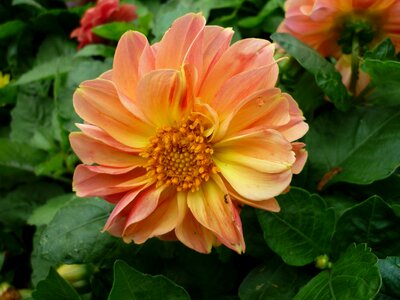 Blossom bloom peach