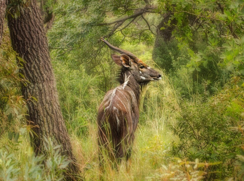 Wildlife horns south