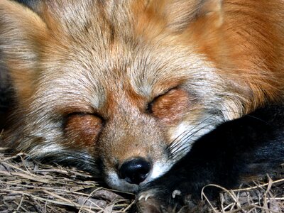 Animal fox canine photo