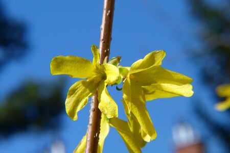Plant no one forsythia