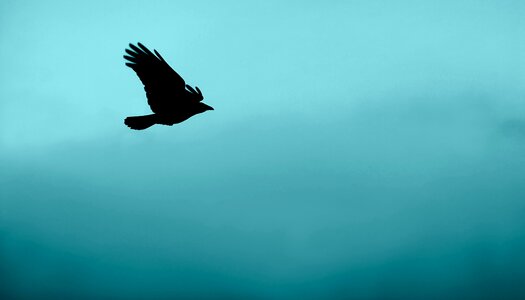 Animal flying blue