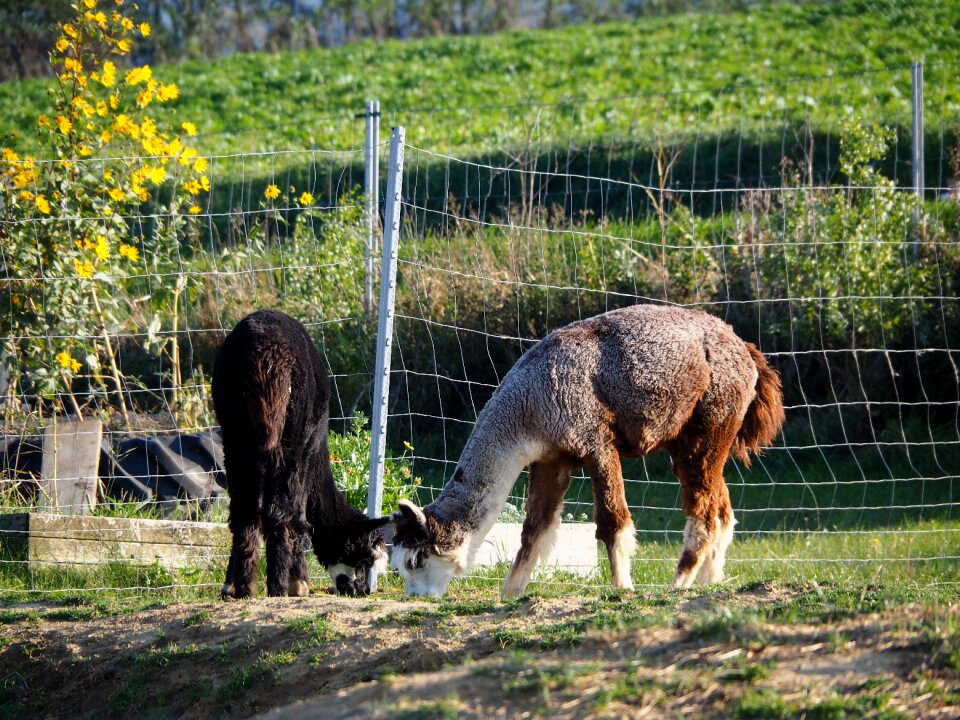 Animal welfare fond of animals head