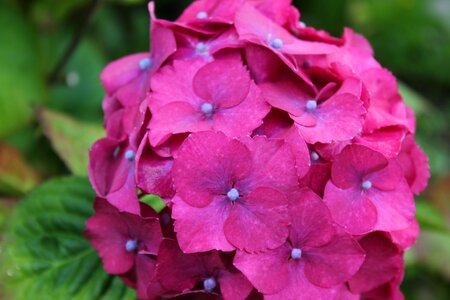 Pink fushia flower photo