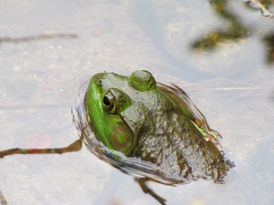 Water wildlife pond