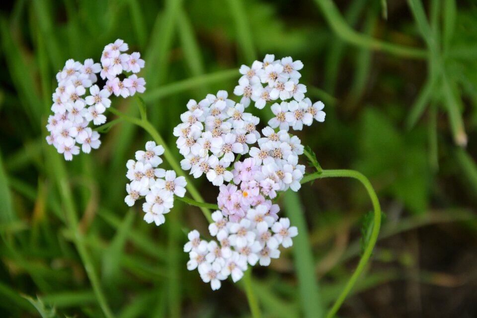 Nature botany summer flowers