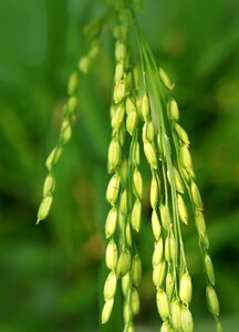 The grain of wheat food vietnam photo