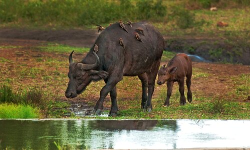 Oxpecker cape buffalo