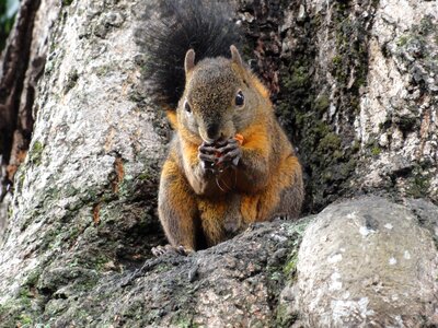 Squirrel eat colombia photo