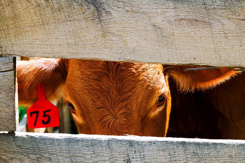 Agriculture nature brown cow
