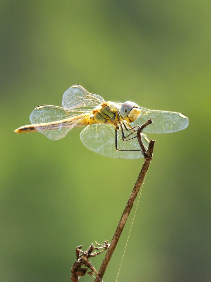 Greenery sympetrum fonscolombii pixaví nervat