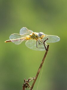 Greenery sympetrum fonscolombii pixaví nervat