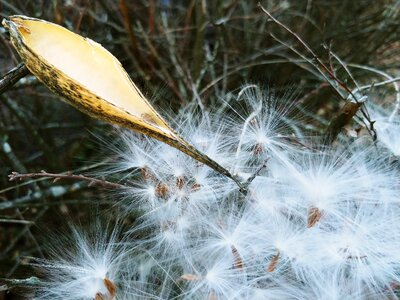 Asclepias syriaca pod milkweed seeds