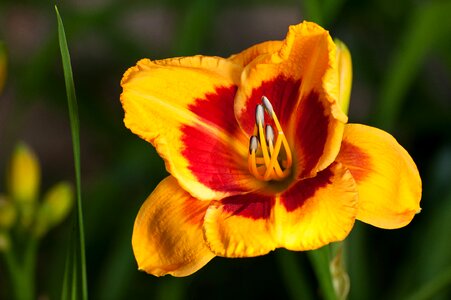 Garden outdoors daylily photo
