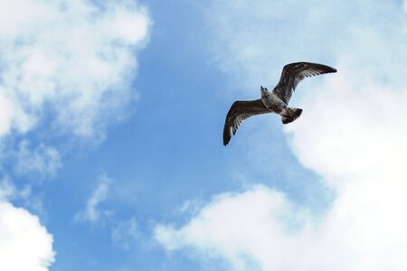 Sea bird gull photo