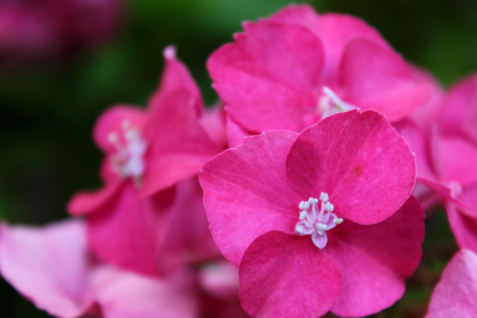 Pink fushia flower
