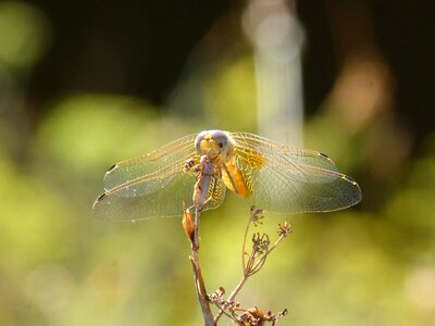 Greenery sympetrum fonscolombii pixaví nervat