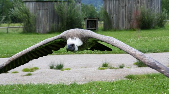 Vulture scavengers bird photo