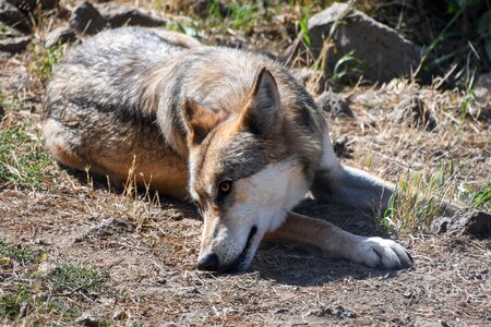 Predator wild animal lying