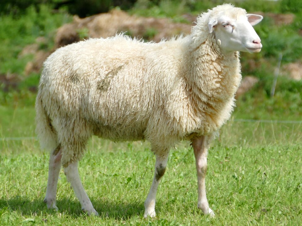 Sheep wool sheepskin