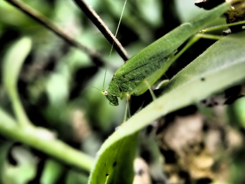 Dramatic monster green