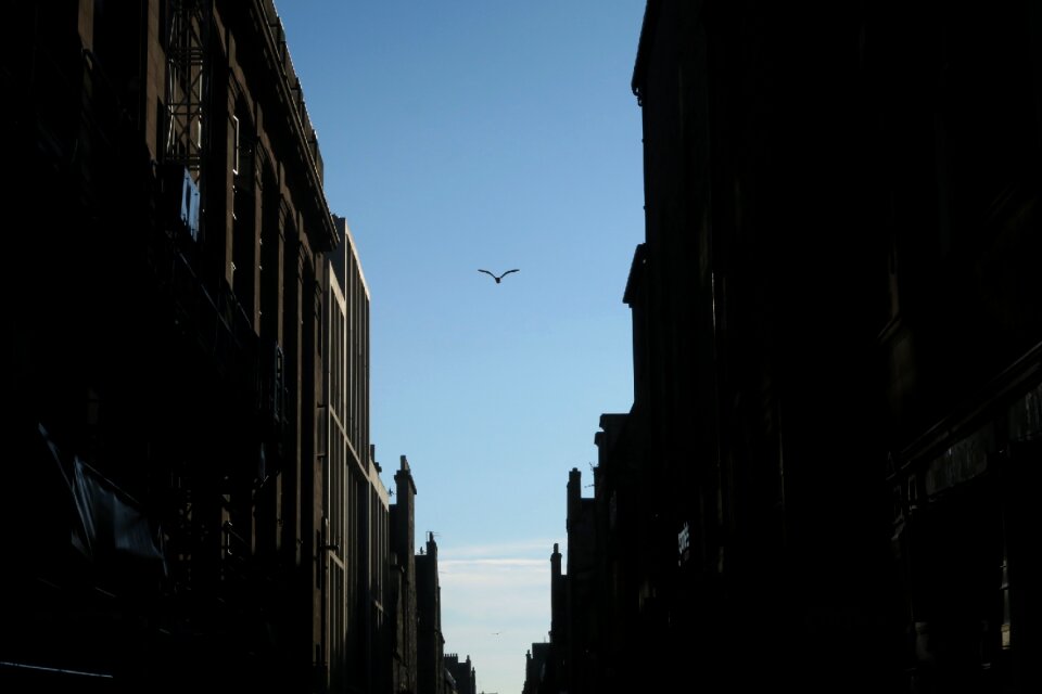 Blue sky bird