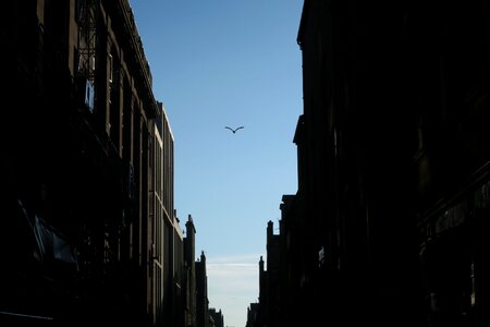 Blue sky bird