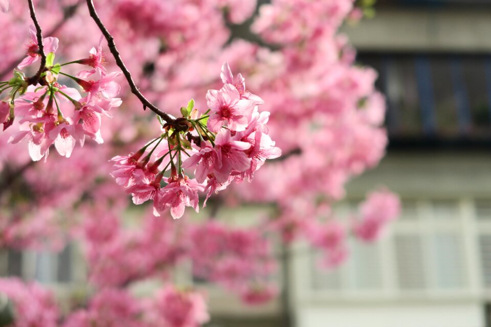 Garden bloom cherry blossom