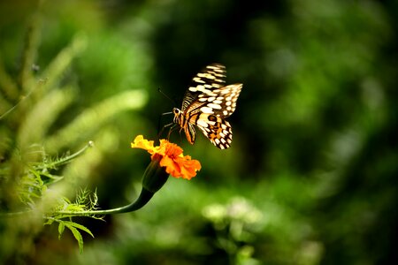 Flora butterfly garden