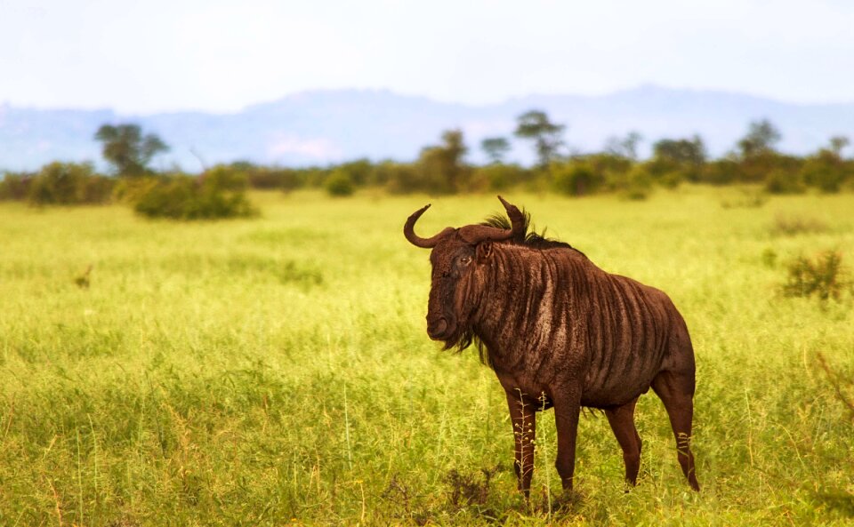 National africa wildlife